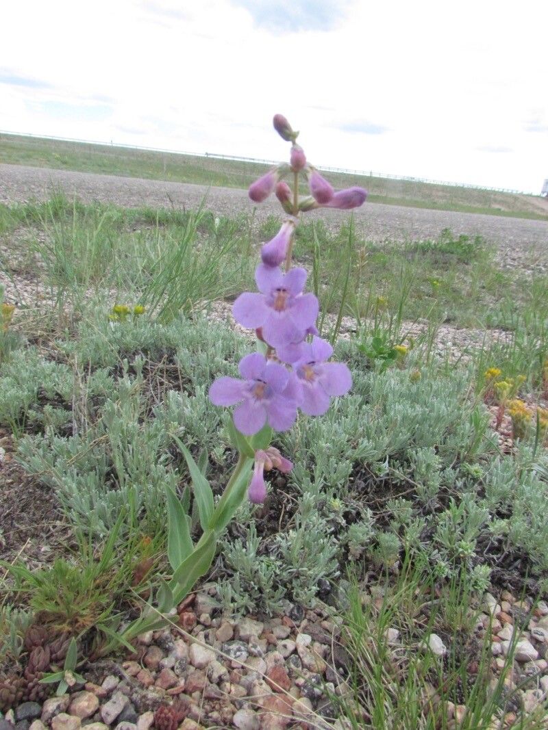 Penstemon buckleyi — search result for 'Penstemon'