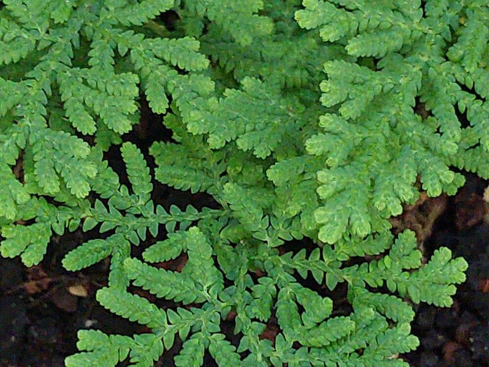 Selaginella braunii — houseplant care guide