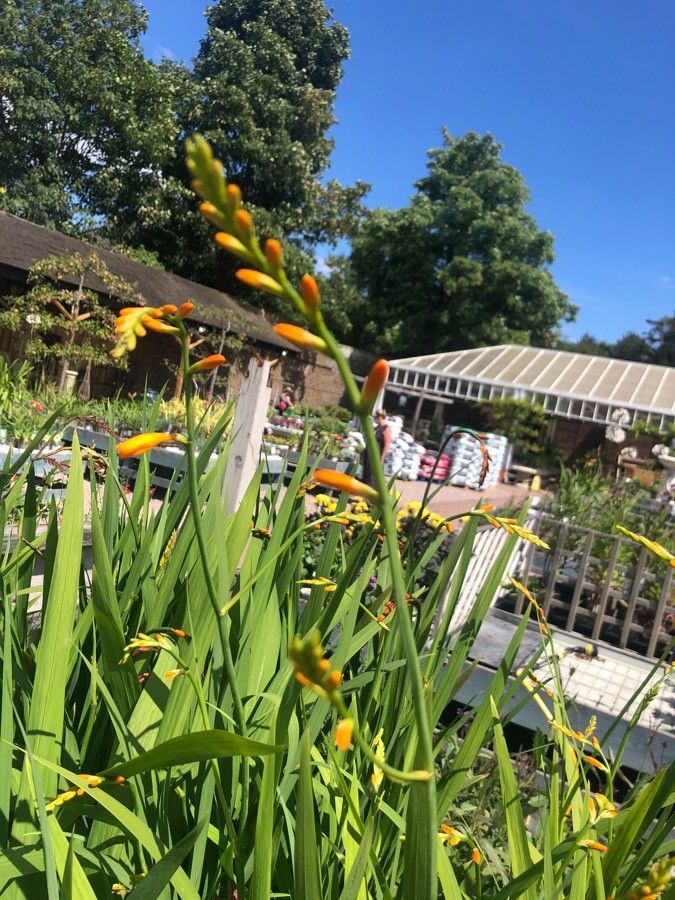 Crocosmia × crocosmiiflora flower