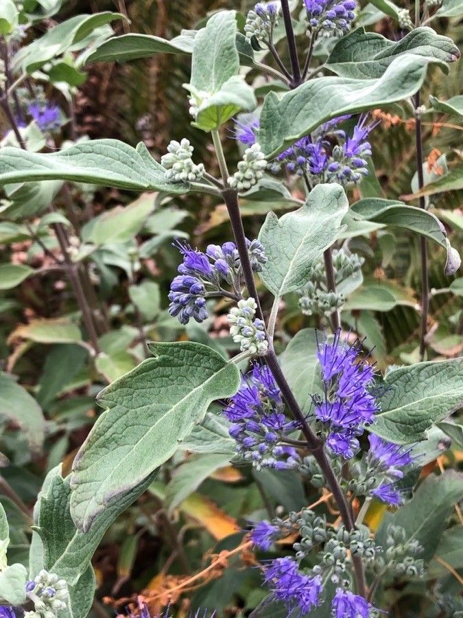 Caryopteris x clandonensis — related species from the same genus