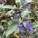 Caryopteris x clandonensis