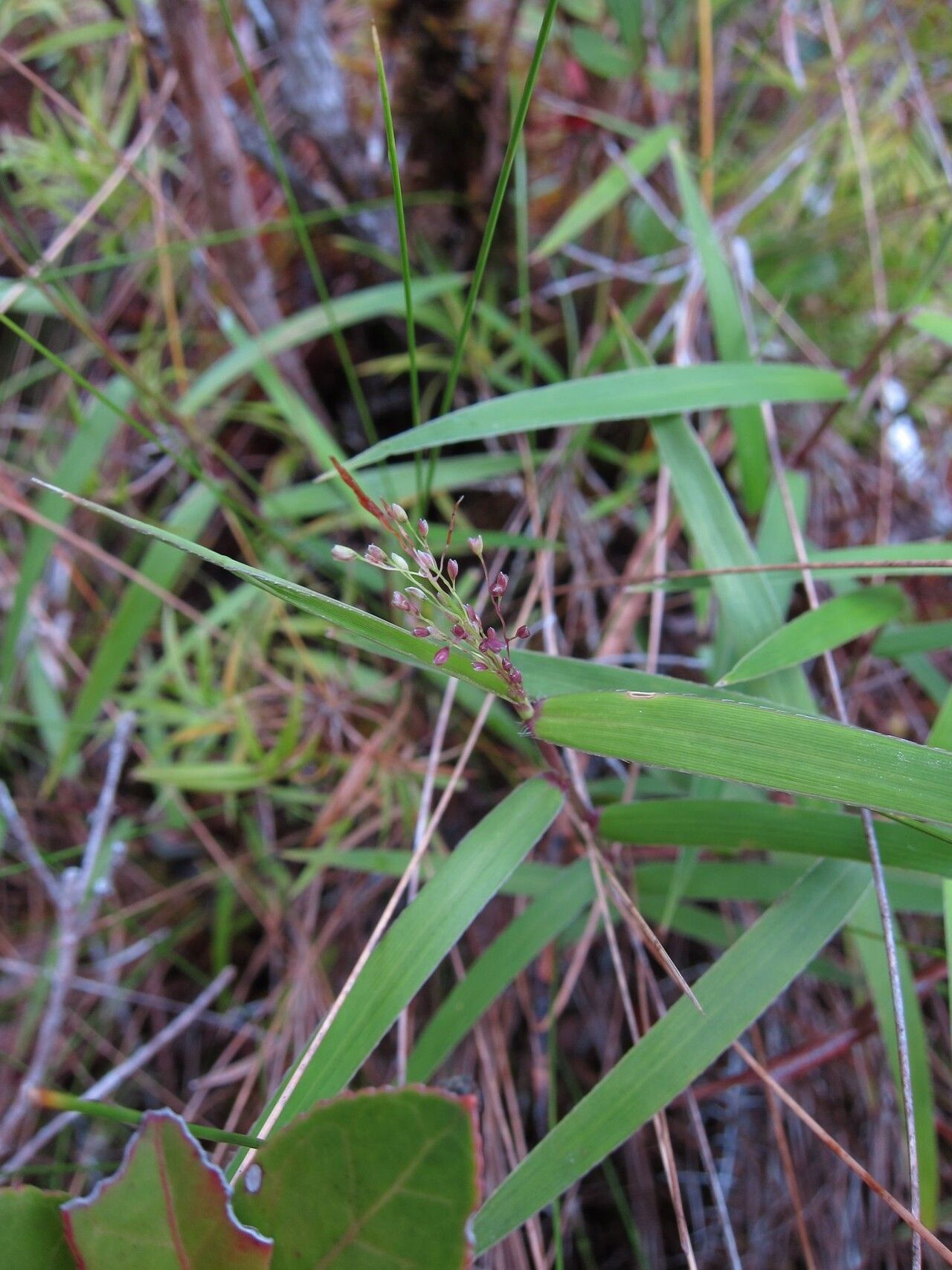 Isachne humbertiana — houseplant care guide