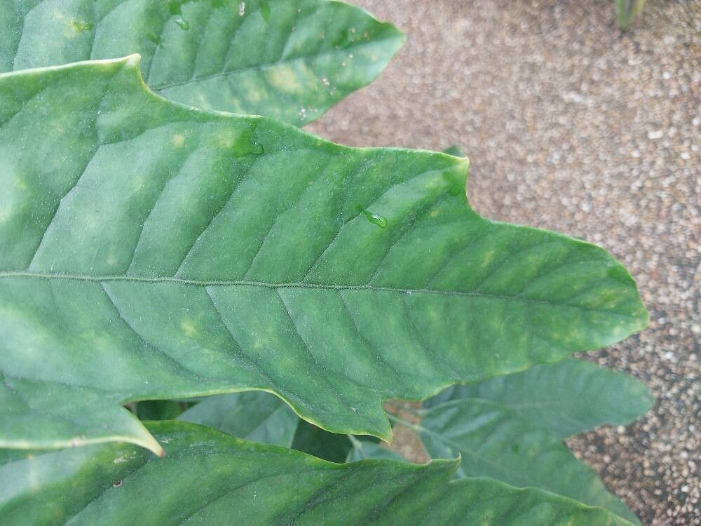Schefflera schizophylla leaf