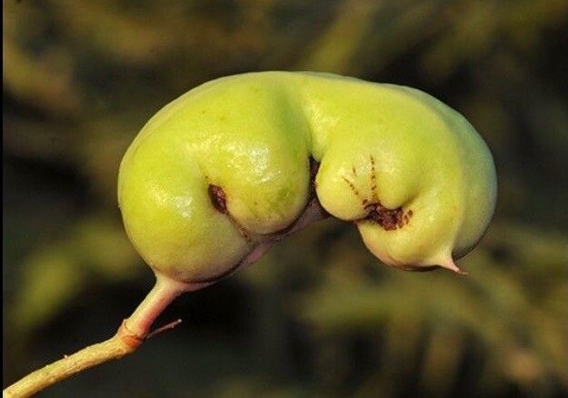 Prosopis farcta fruit