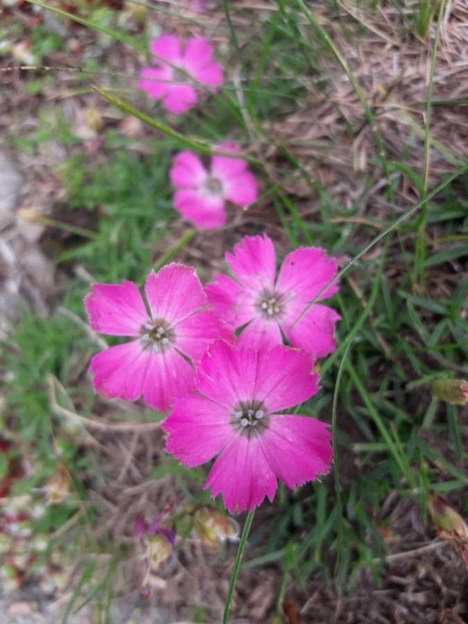 Dianthus pavonius flower
