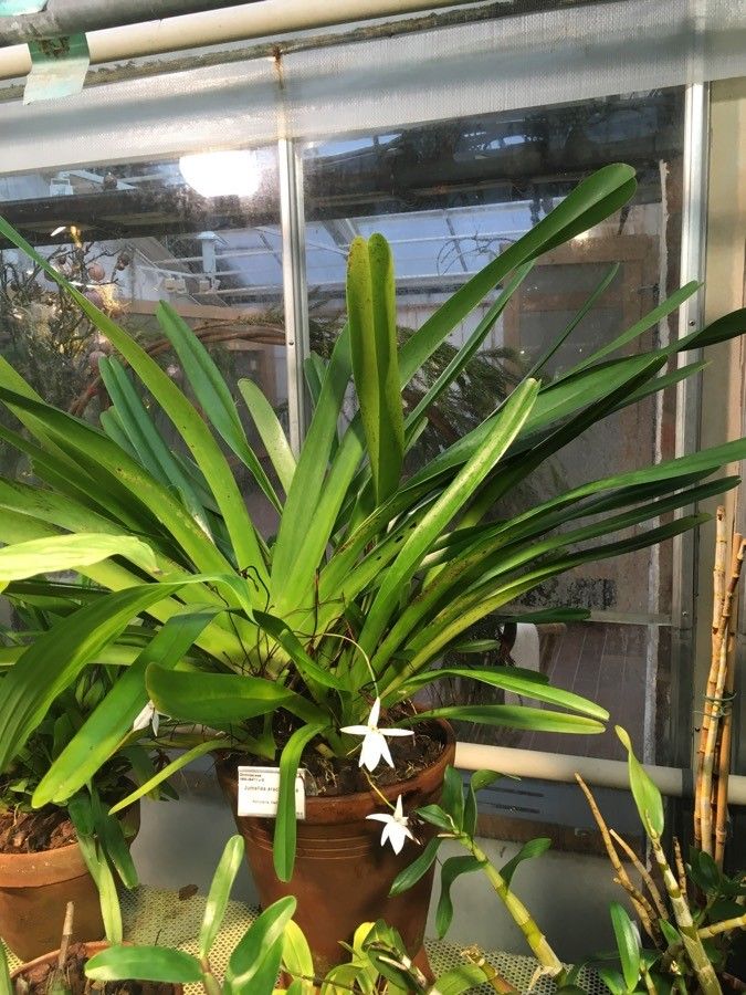 Jumellea arachnantha habit