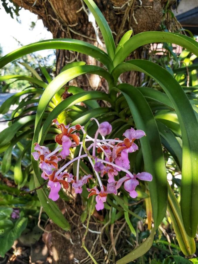 Vanda insignis — search result for 'Vanda'