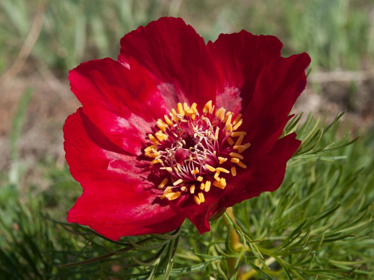 Paeonia tenuifolia flower