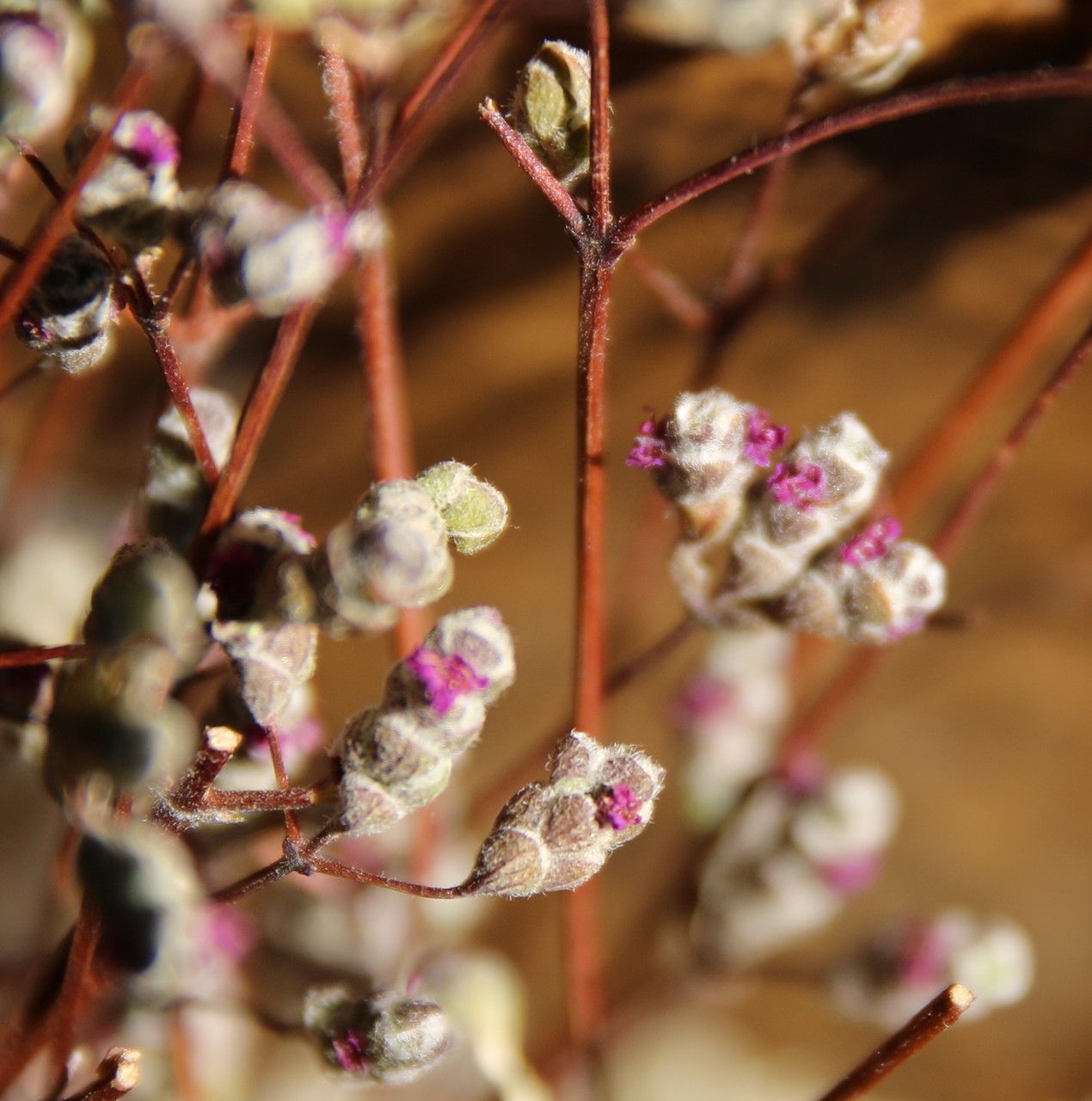 Argyrochosma nivea flower