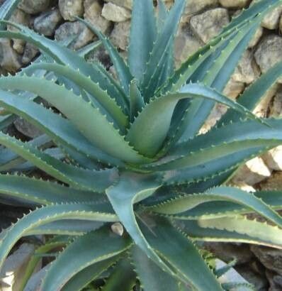 Aloe scorpioides — houseplant care guide