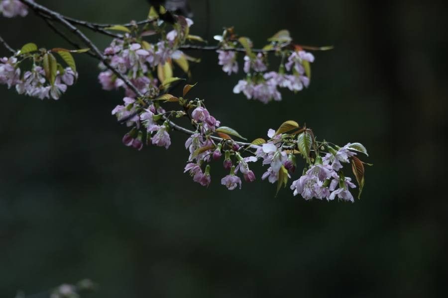 Prunus cerasoides flower