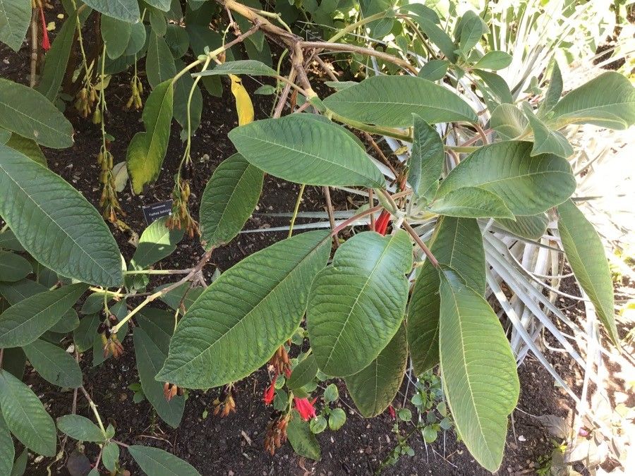 Fuchsia boliviana leaf