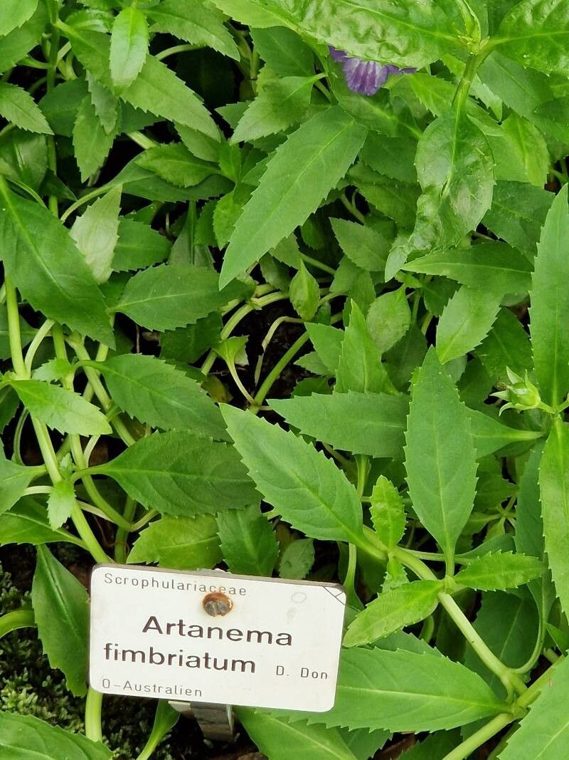 Artanema fimbriatum other