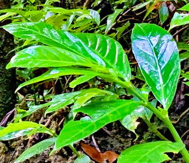 Procris pedunculata flower