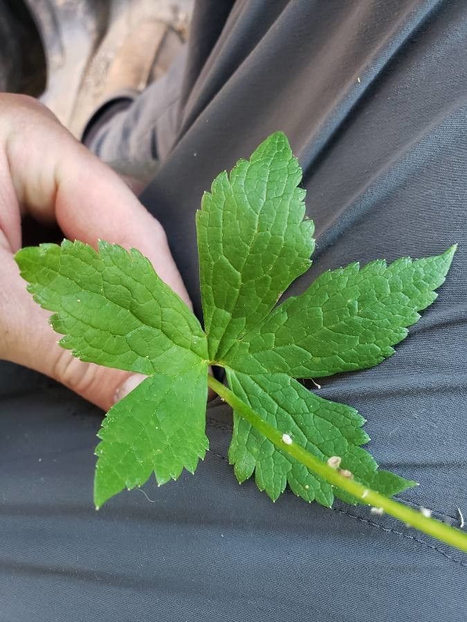 Trautvetteria caroliniensis leaf