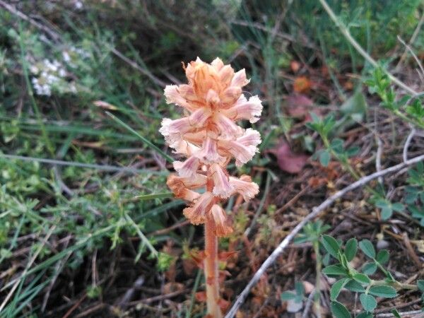 Orobanche minor — search result for 'Orobanchaceae'