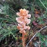 Orobanche minor