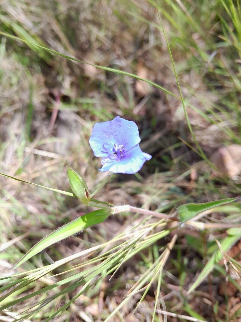 Commelina madagascarica flower