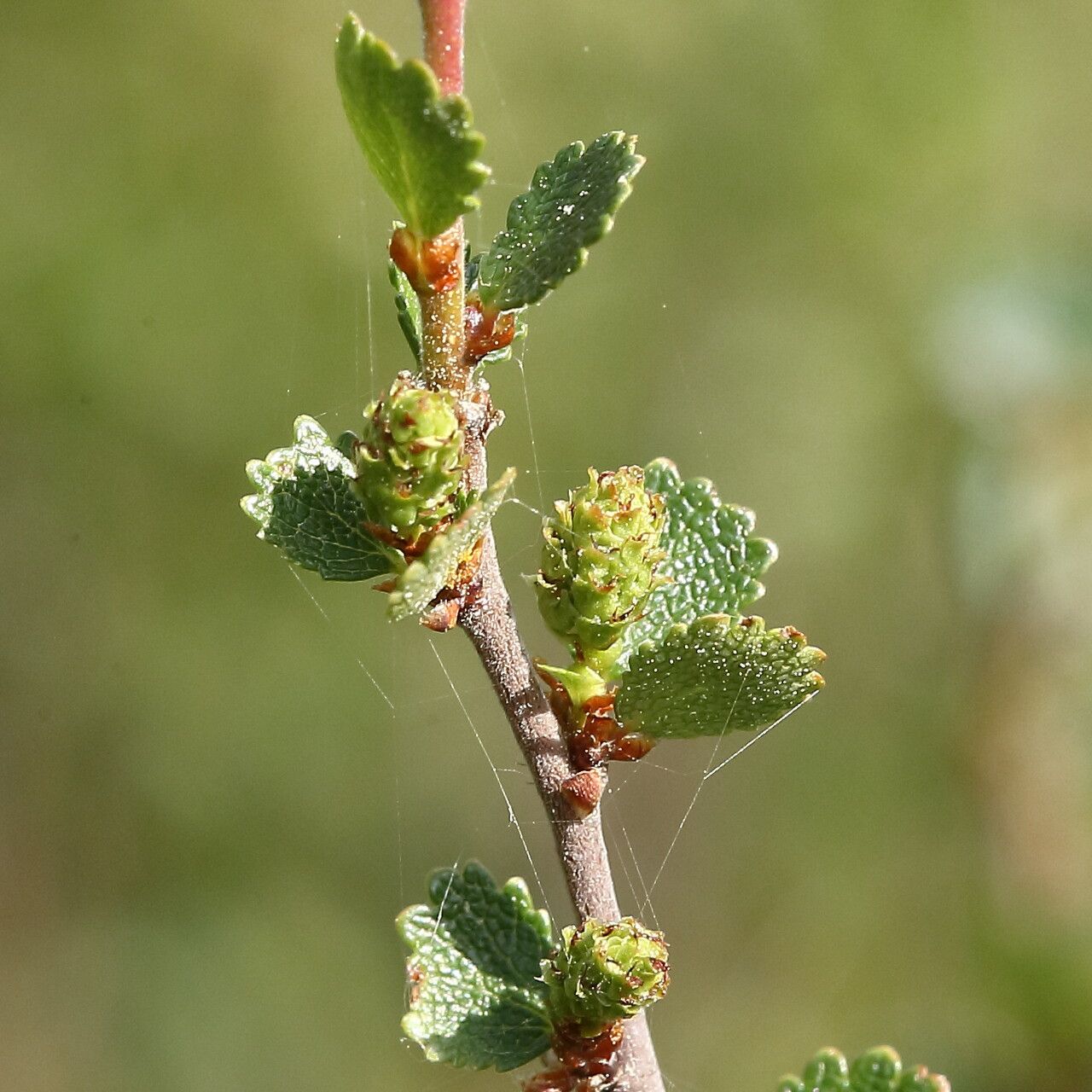 Betula nana flower