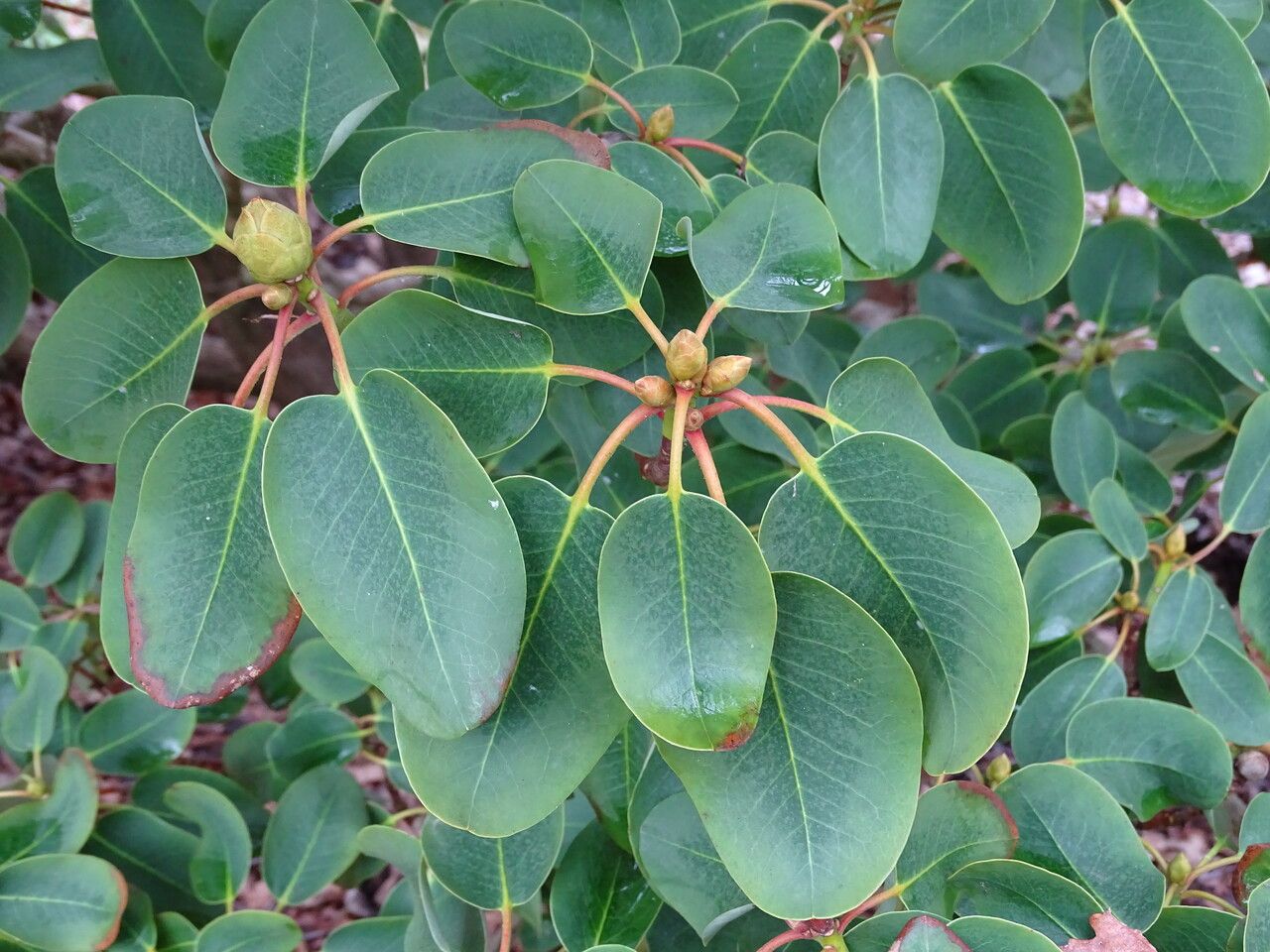 Rhododendron oreodoxa leaf