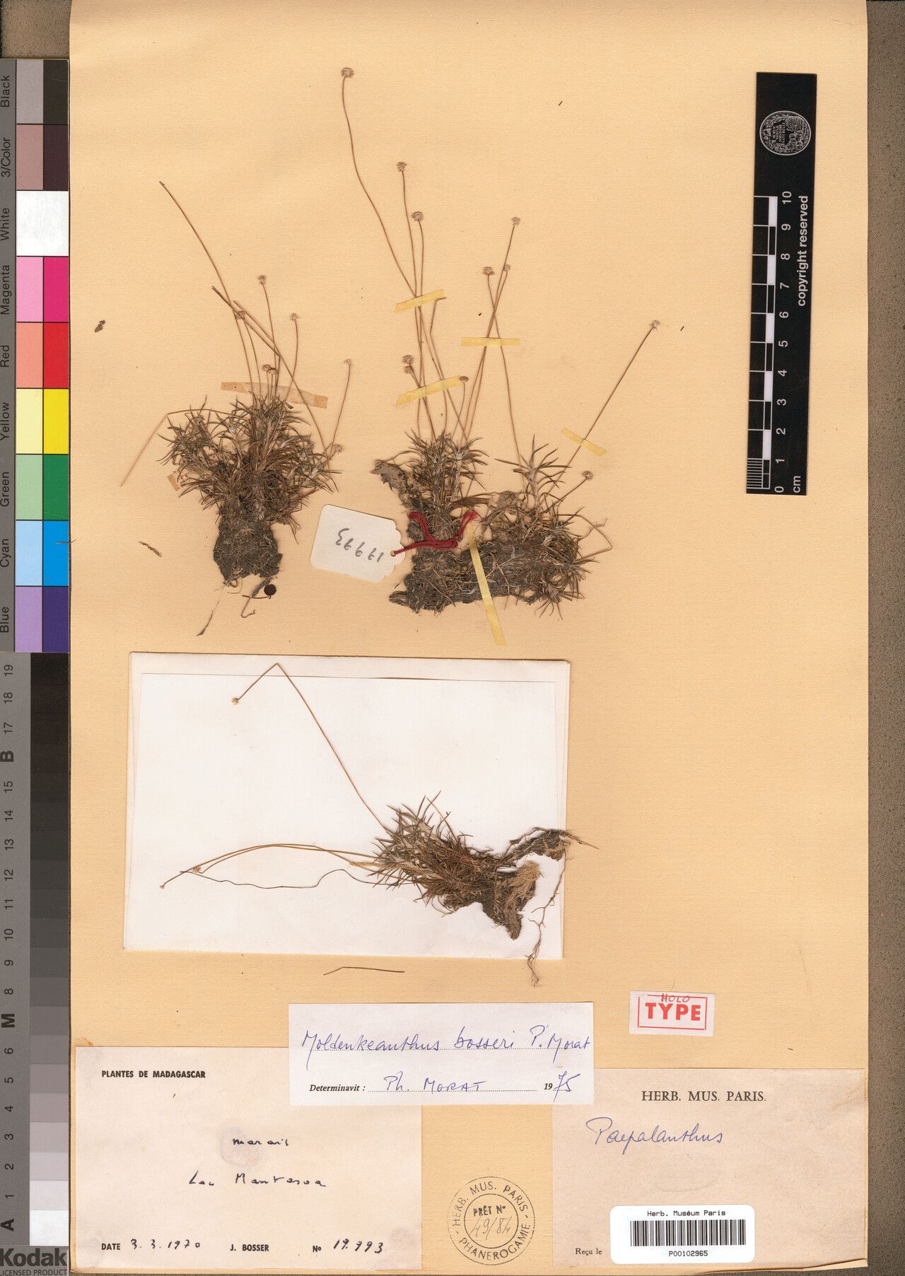 Paepalanthus bosseri — related species from the same genus