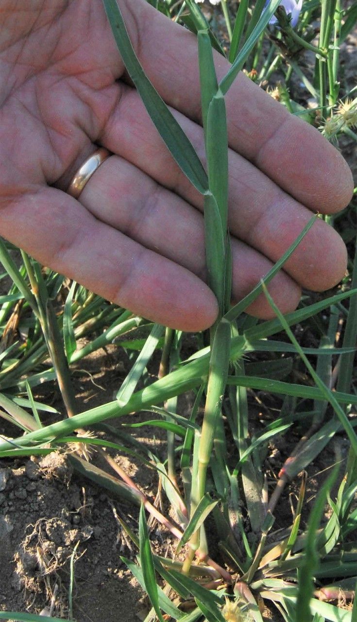 Cenchrus longispinus leaf