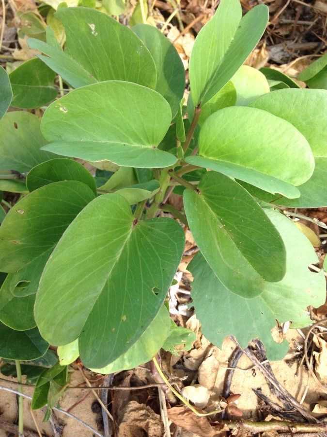 Ipomoea pes-caprae — search result for 'Ipomoea'