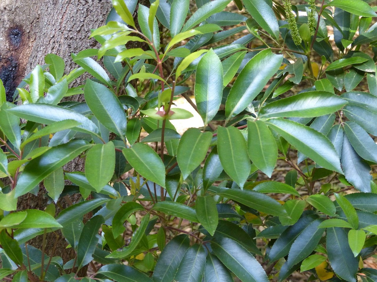 Cunonia capensis leaf
