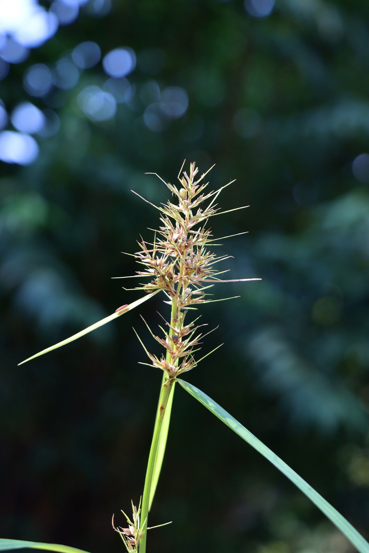 Scleria terrestris — houseplant care guide