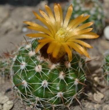 Parodia larapuntensis habit