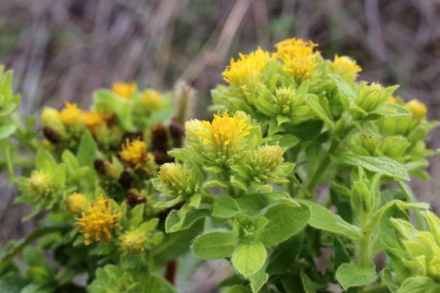 Inula bifrons flower