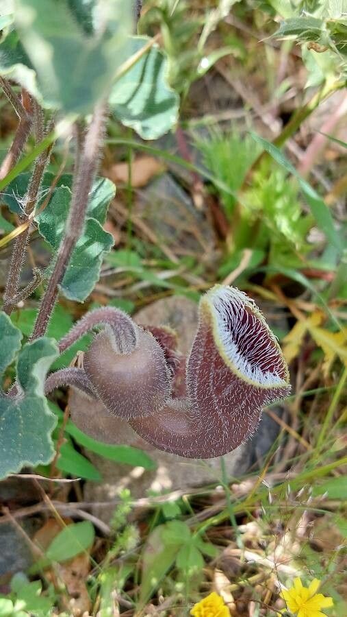 Aristolochia cretica flower