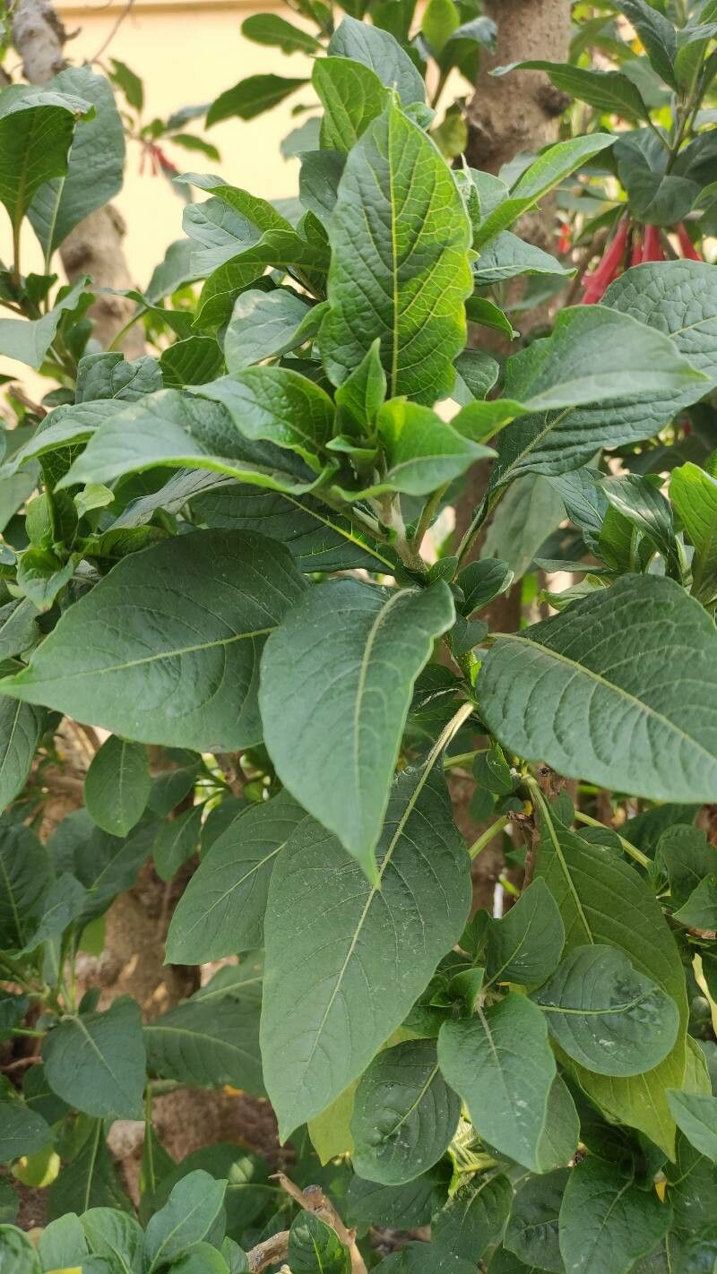 Iochroma gesnerioides — houseplant care guide