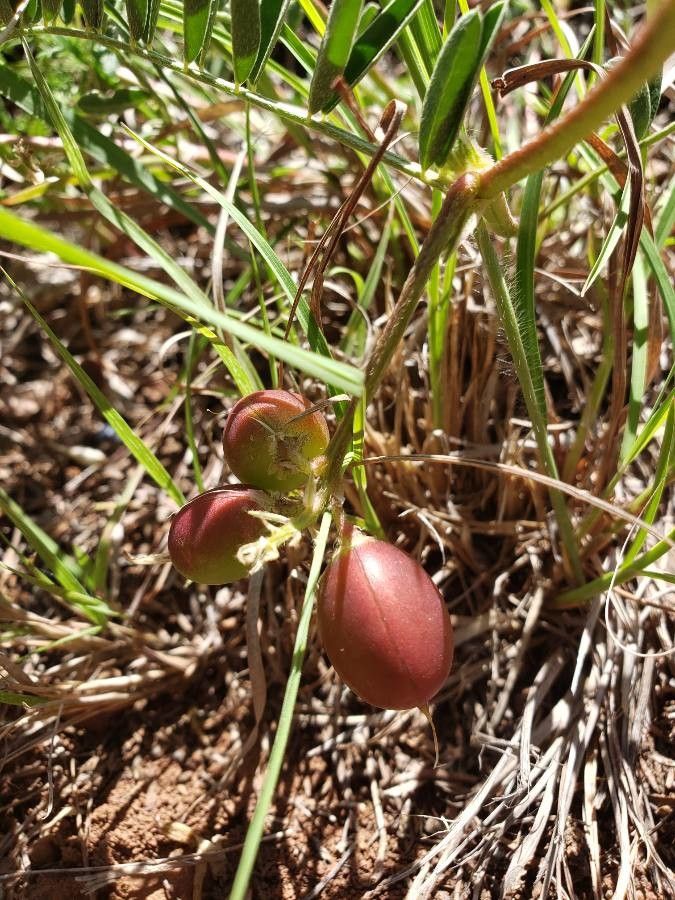 Astragalus crassicarpus fruit