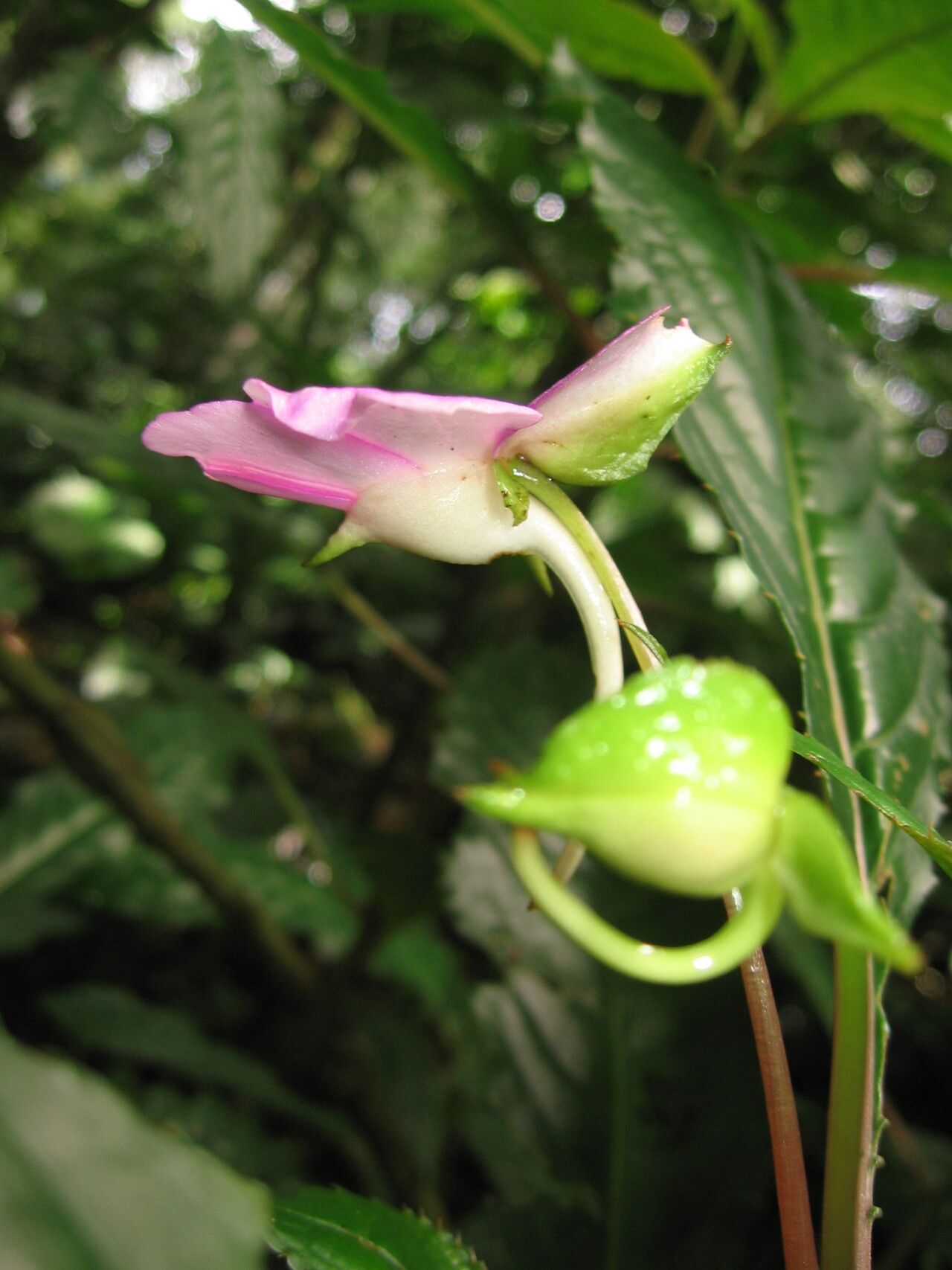 Impatiens kentrodonta flower