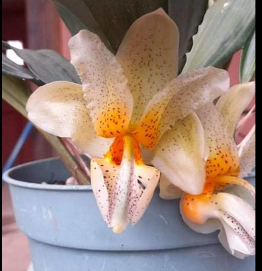 Stanhopea pseudoradiosa flower