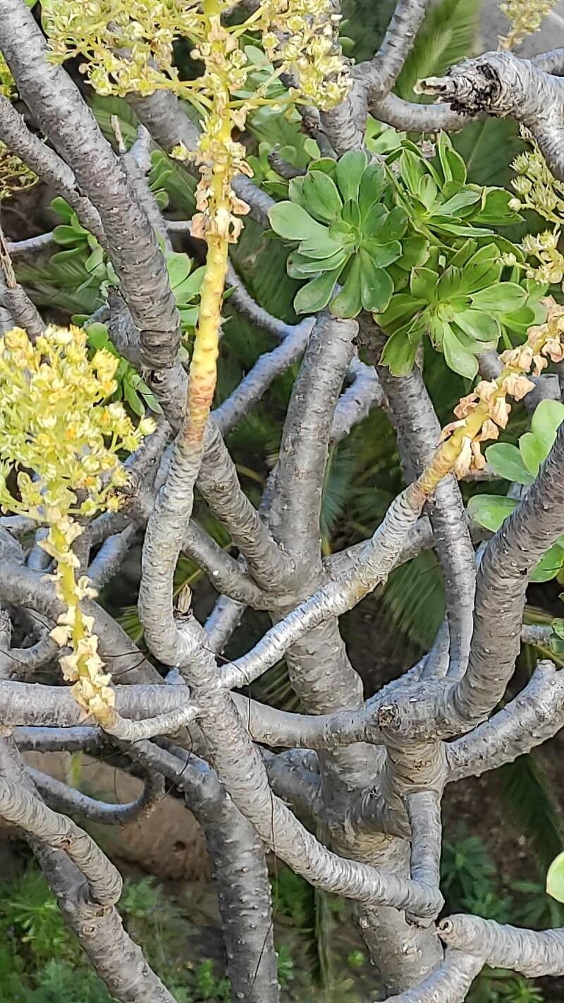 Aeonium undulatum bark