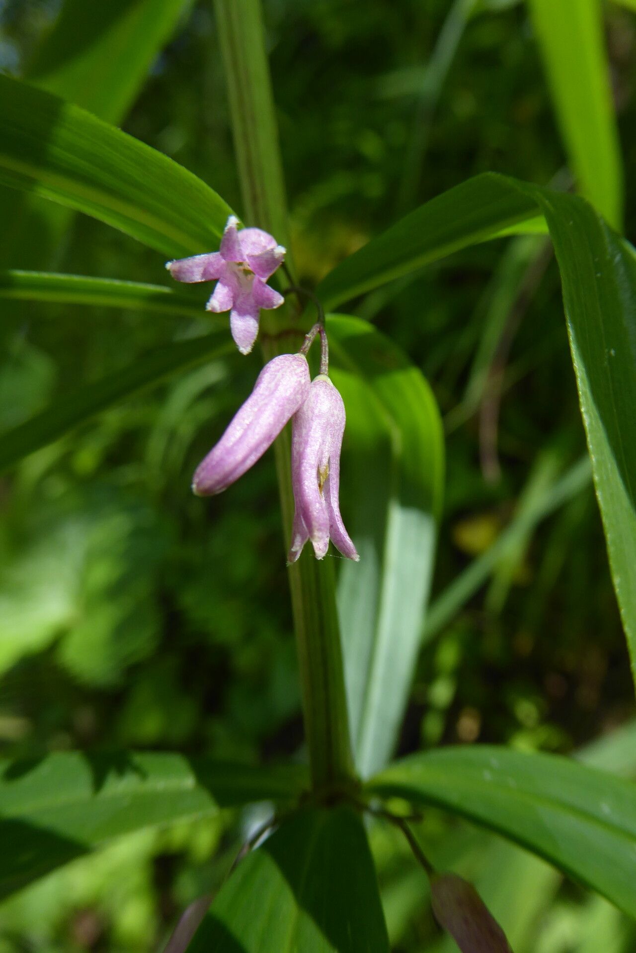 Polygonatum roseum flower