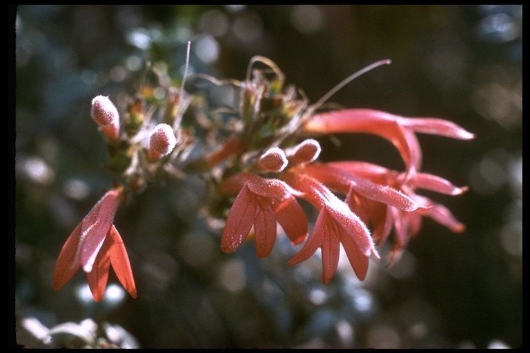 Keckiella corymbosa flower