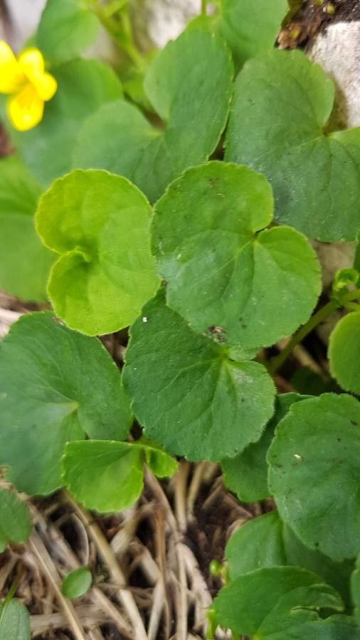 Viola sempervirens leaf
