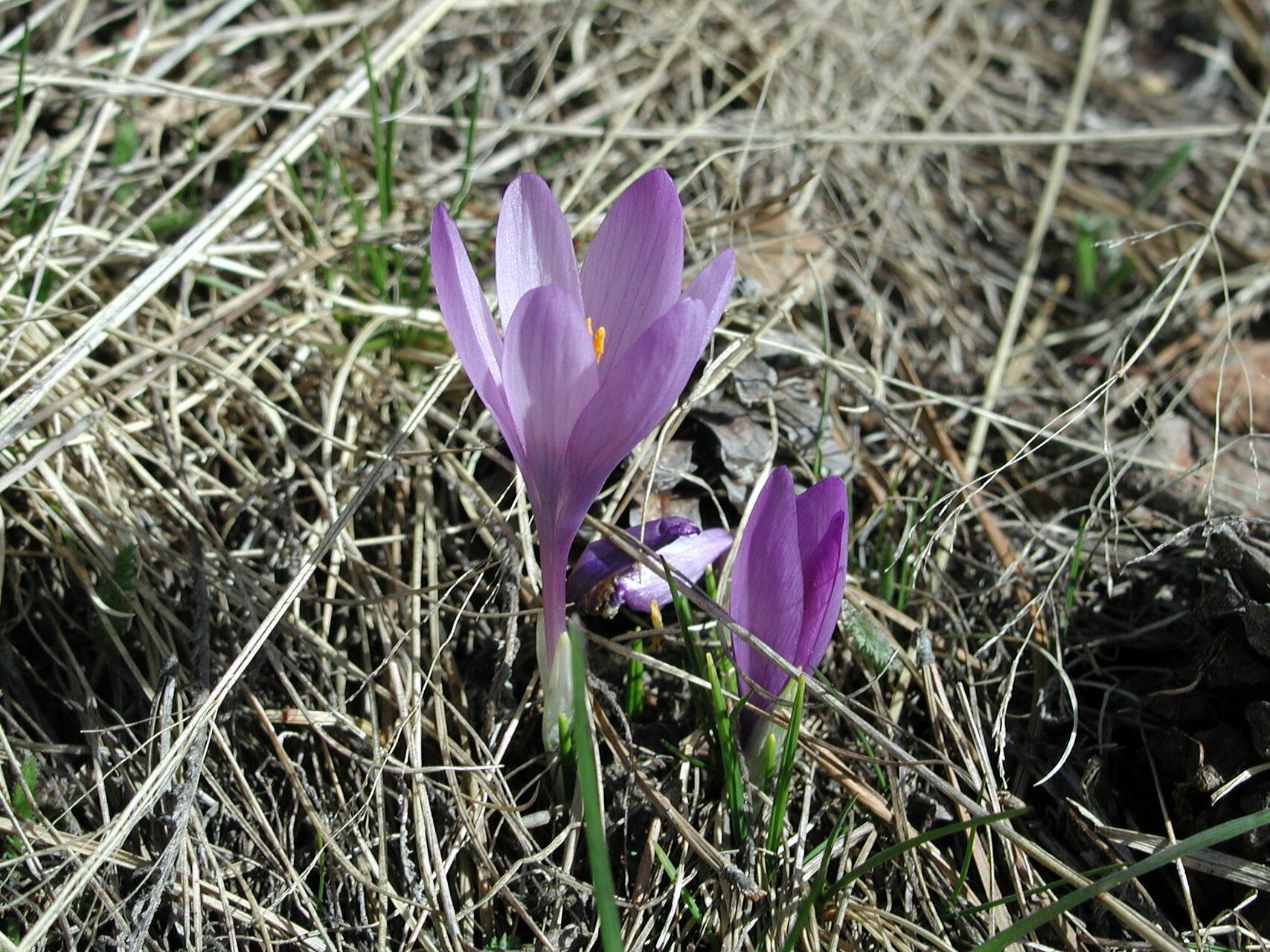 Crocus veluchensis flower