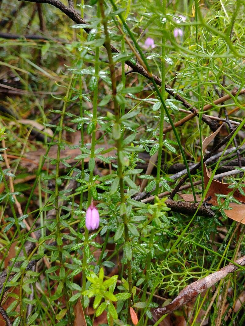 Tetratheca thymifolia — related species from the same genus
