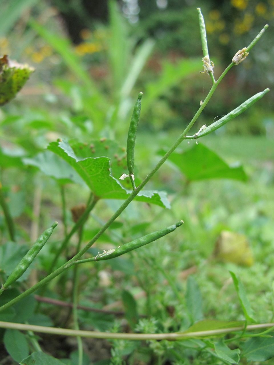 Diplotaxis viminea fruit