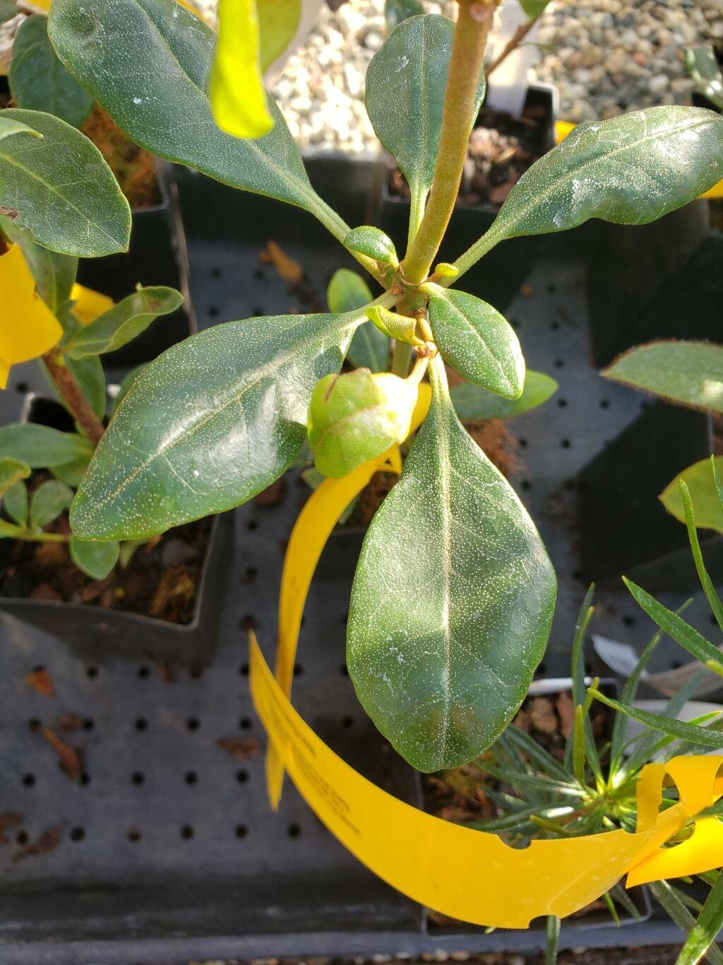 Rhododendron herzogii — houseplant care guide