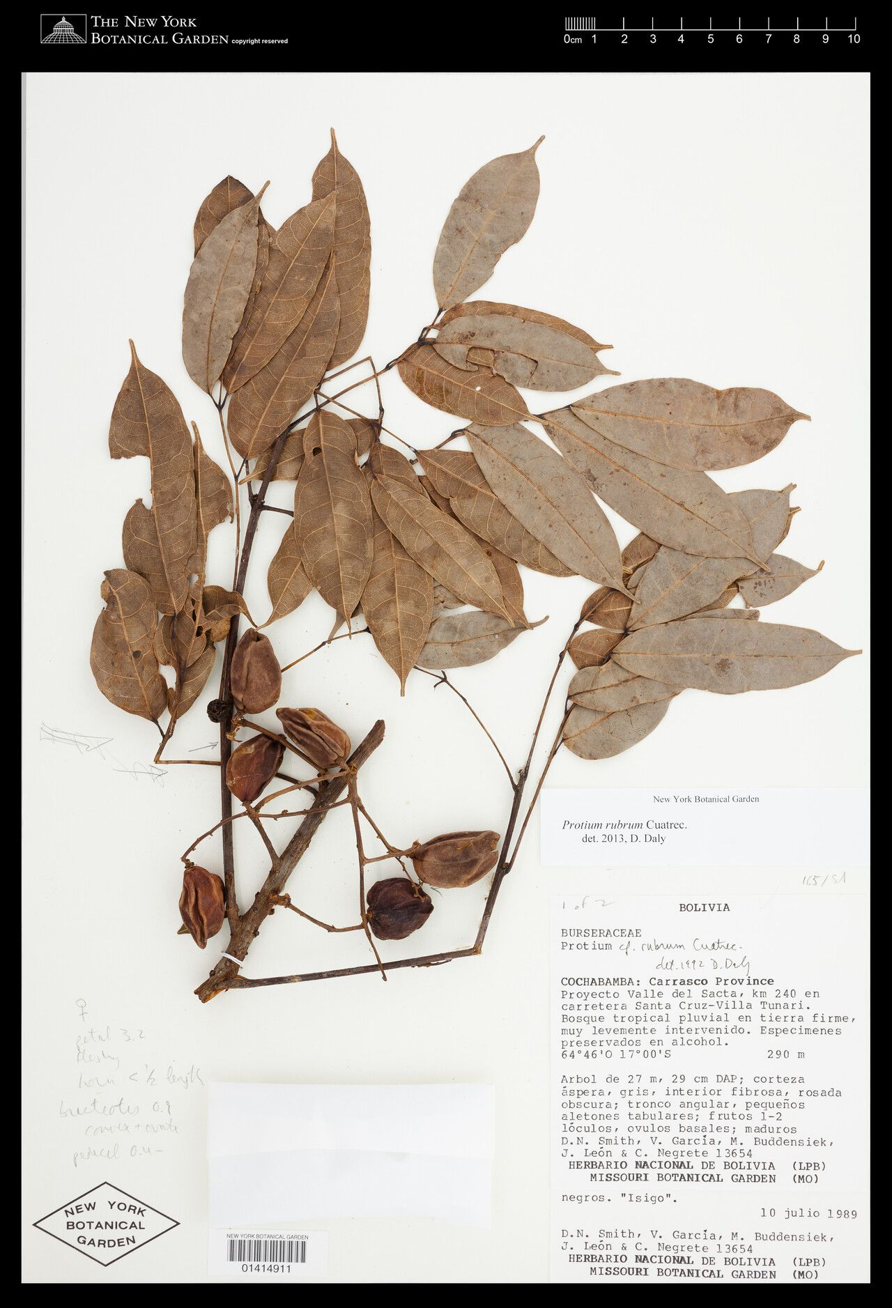 Protium rubrum fruit