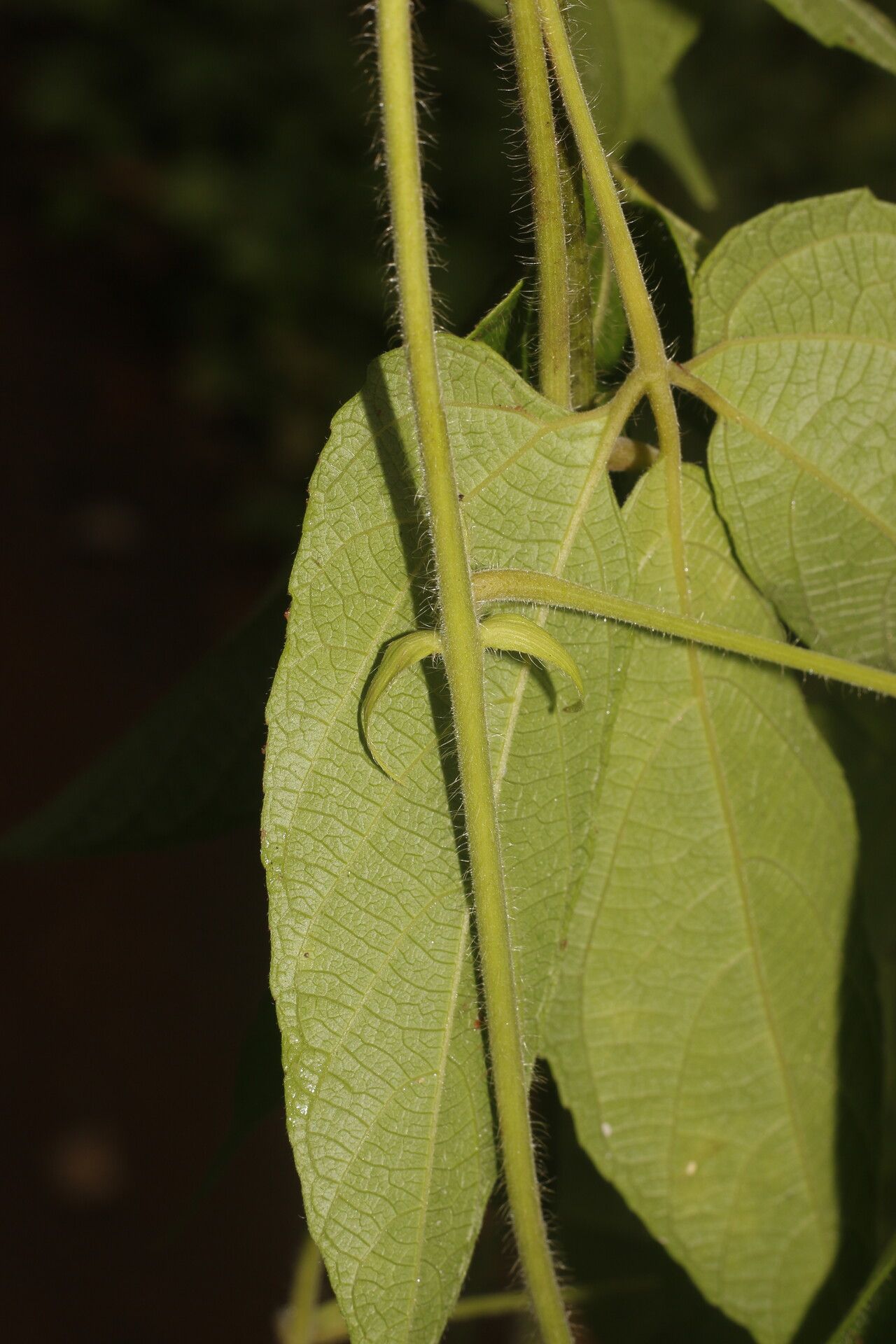 Dalechampia websteri — houseplant care guide