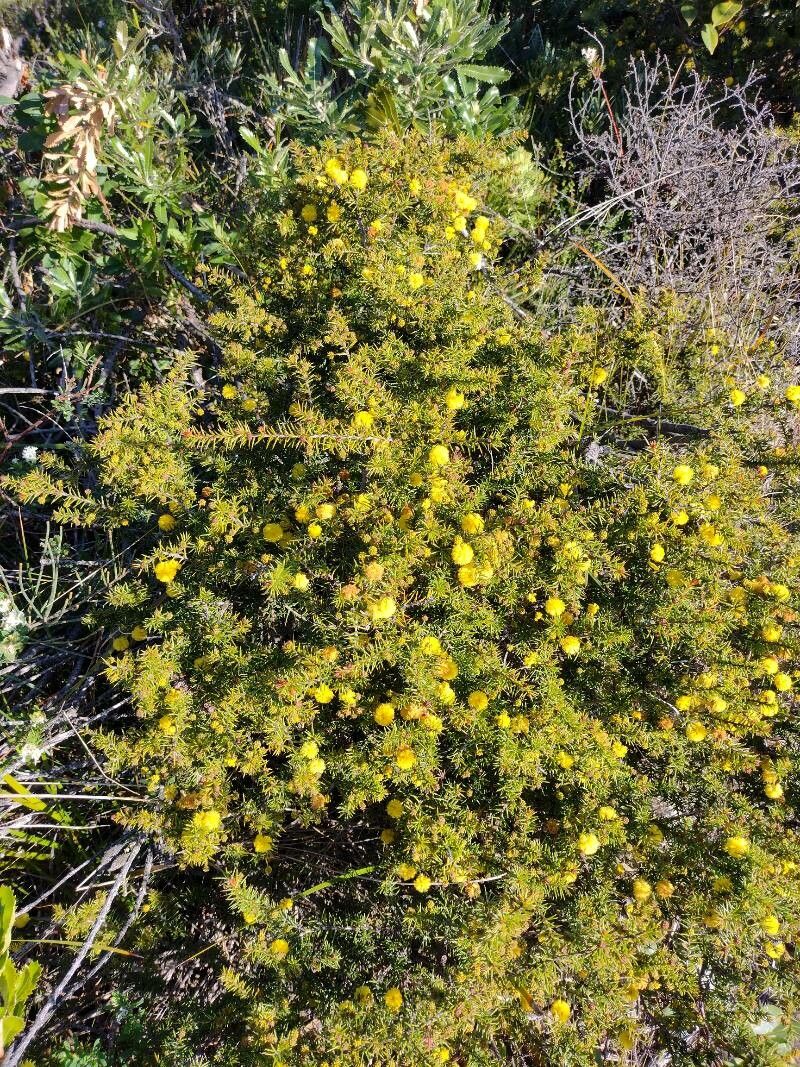 Acacia echinula habit
