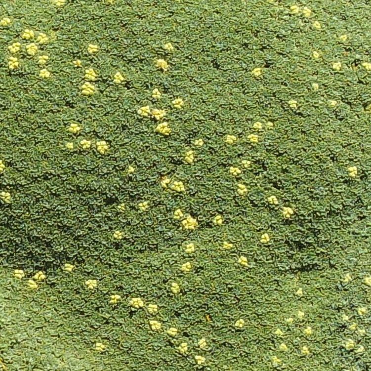 Azorella madreporica leaf