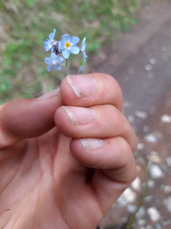 Myosotis alpestris fruit