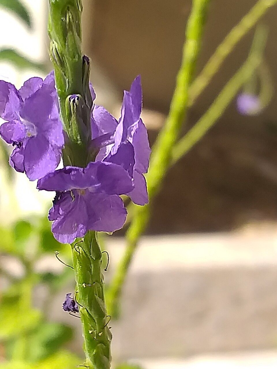 Stachytarpheta indica flower